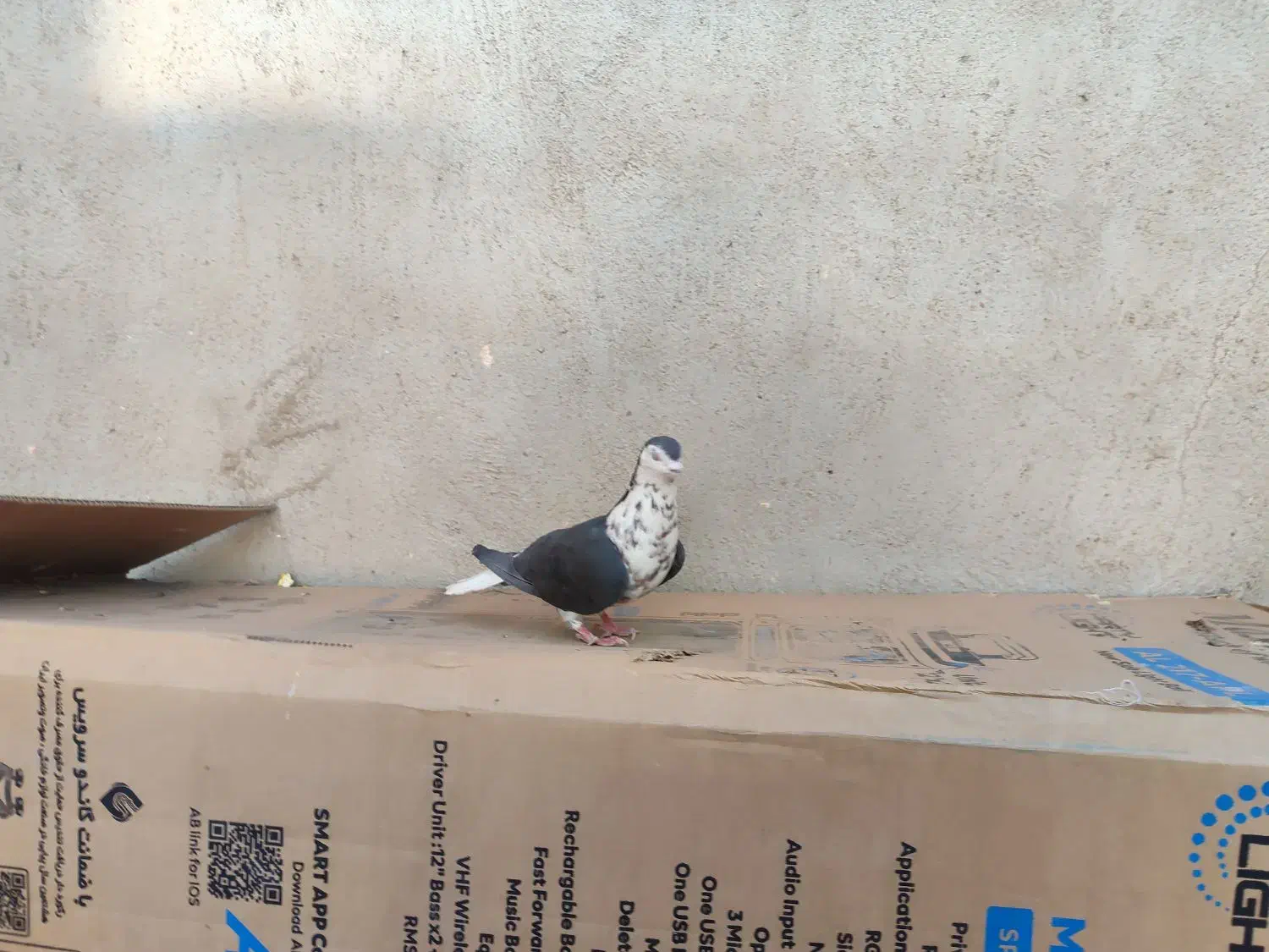 مرغ عشق|پرنده|خواف, |دیوار