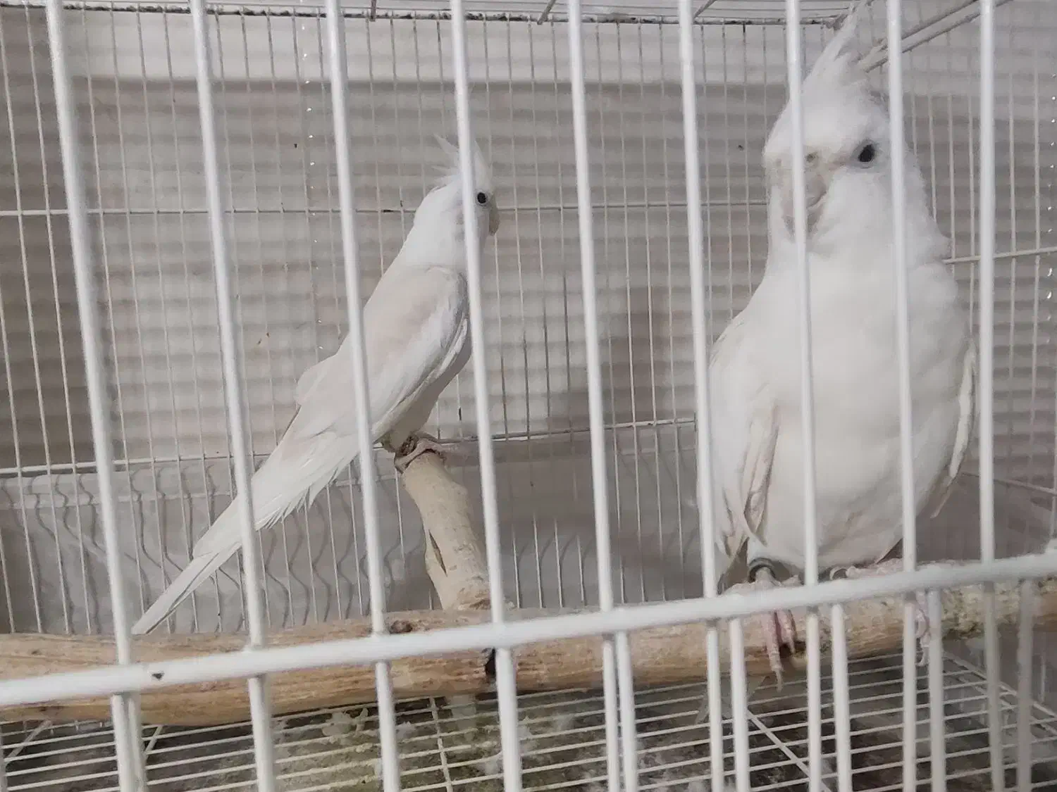 یک جفت عروس هلندی آلبیونو و یک فنچ|پرنده|بهارستان, |دیوار