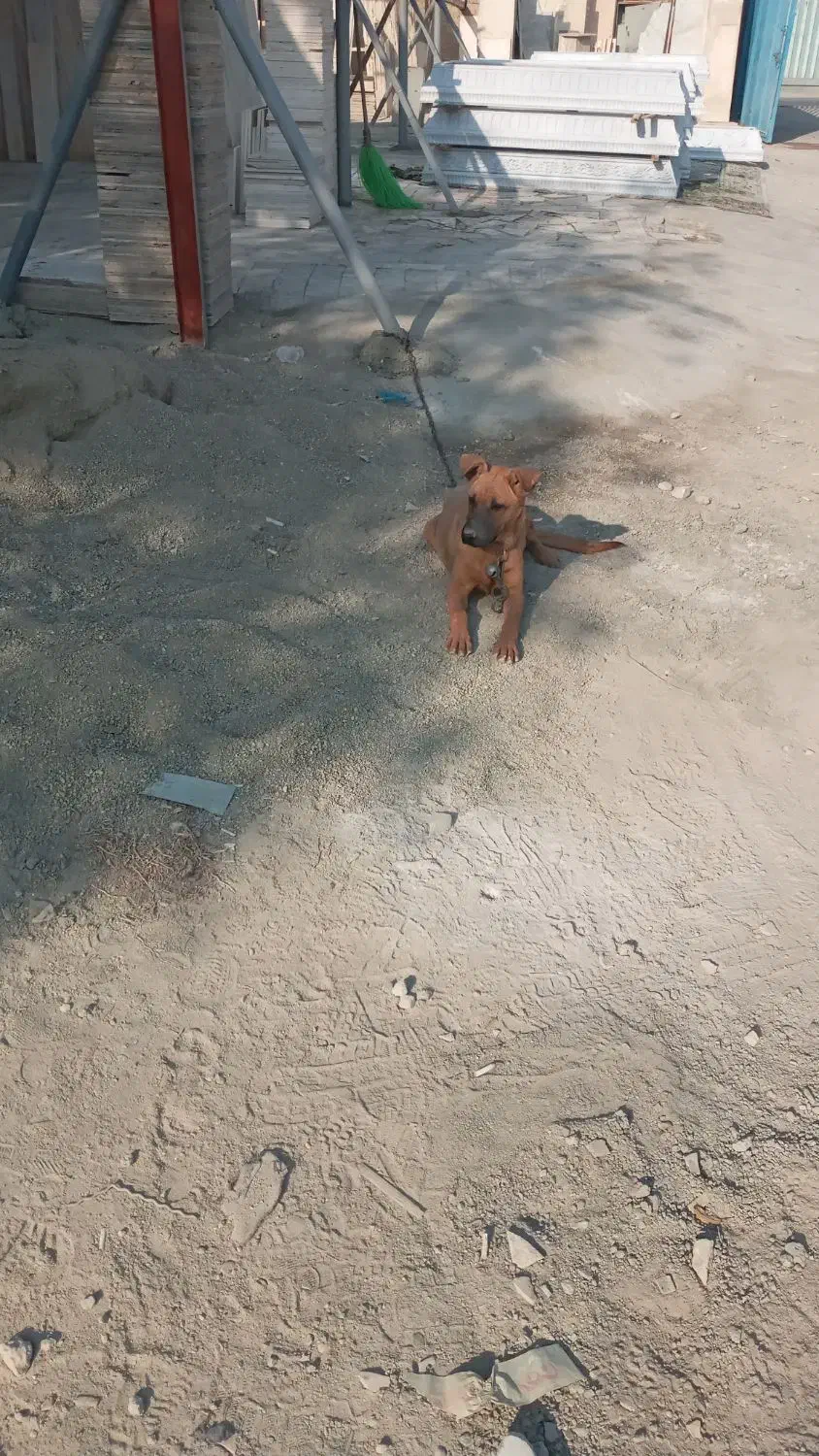 توله ماده|سگ|باقرشهر, |دیوار