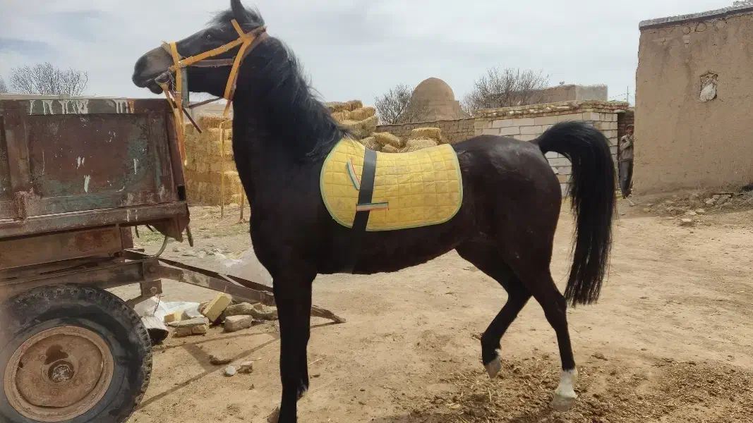 اسب کرد|اسب و تجهیزات اسبسواری|زنجان, |دیوار