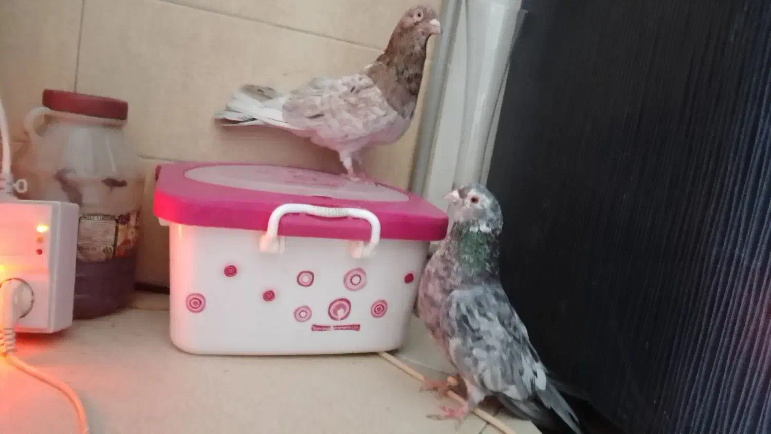 کبوتر هفت رنگ شهرستانی بلژیکی موشی|پرنده|بومهن, |دیوار