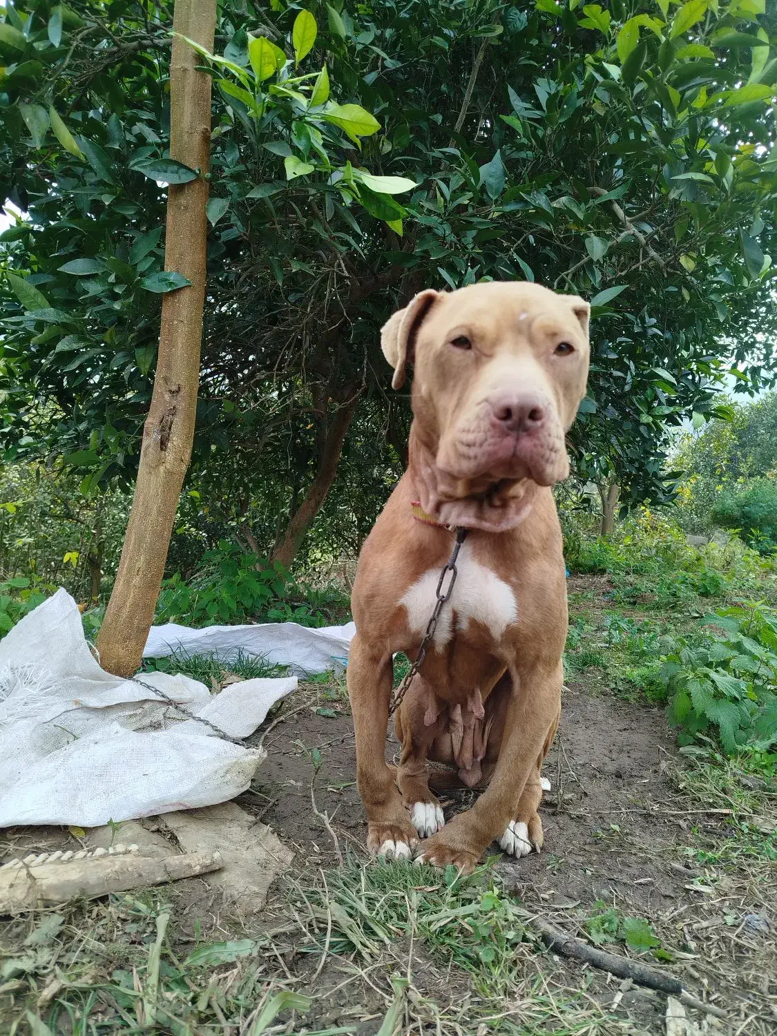 سگ پیت بول فحل|سگ|کلاچای, |دیوار