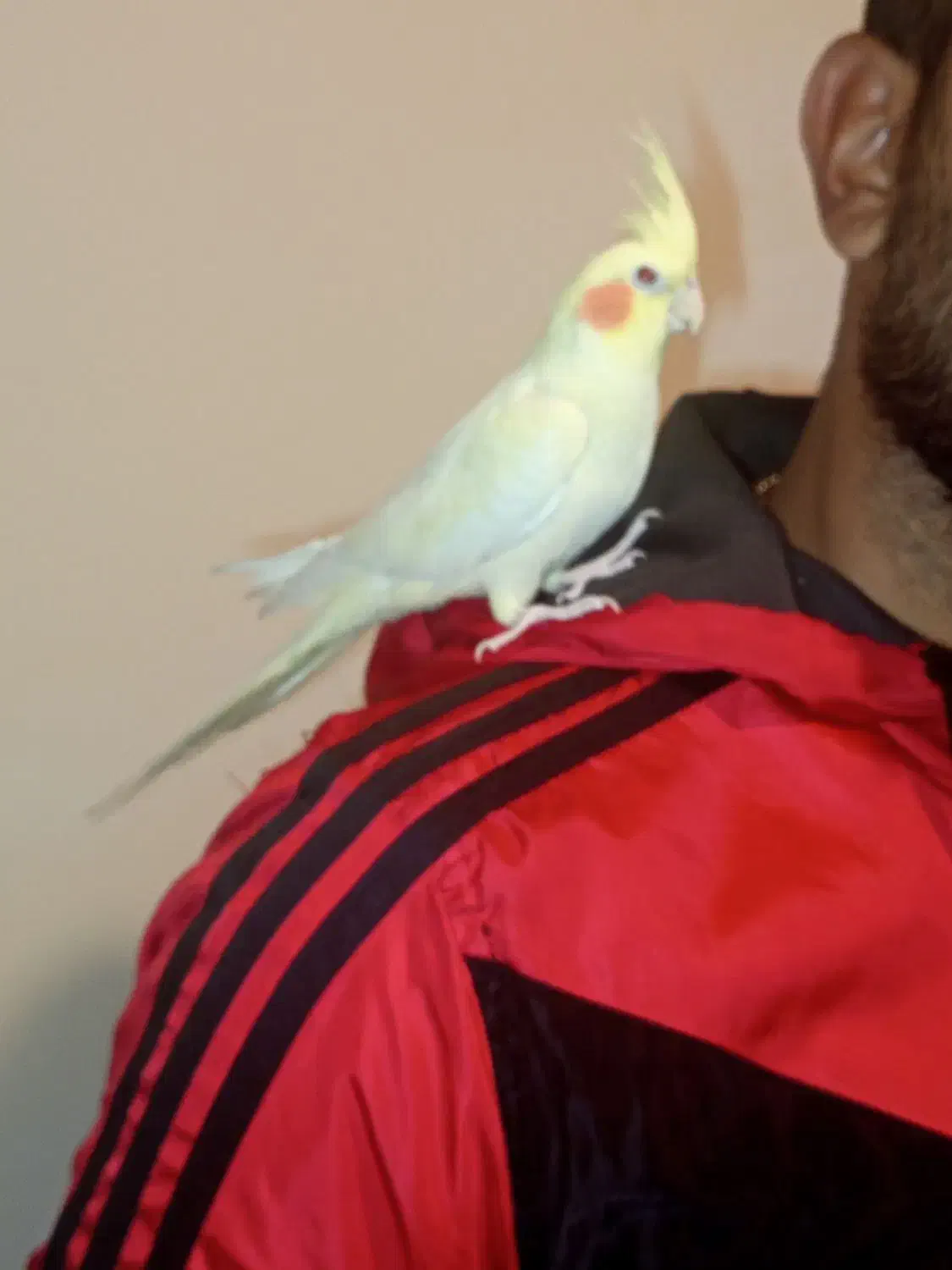 عروس هلندی ۵ماهه|پرنده|نسیمشهر, |دیوار