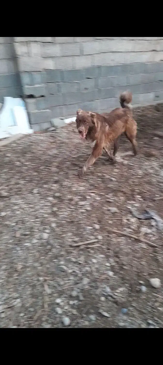 سگ گم شده|حیوانات|فلاورجان, |دیوار