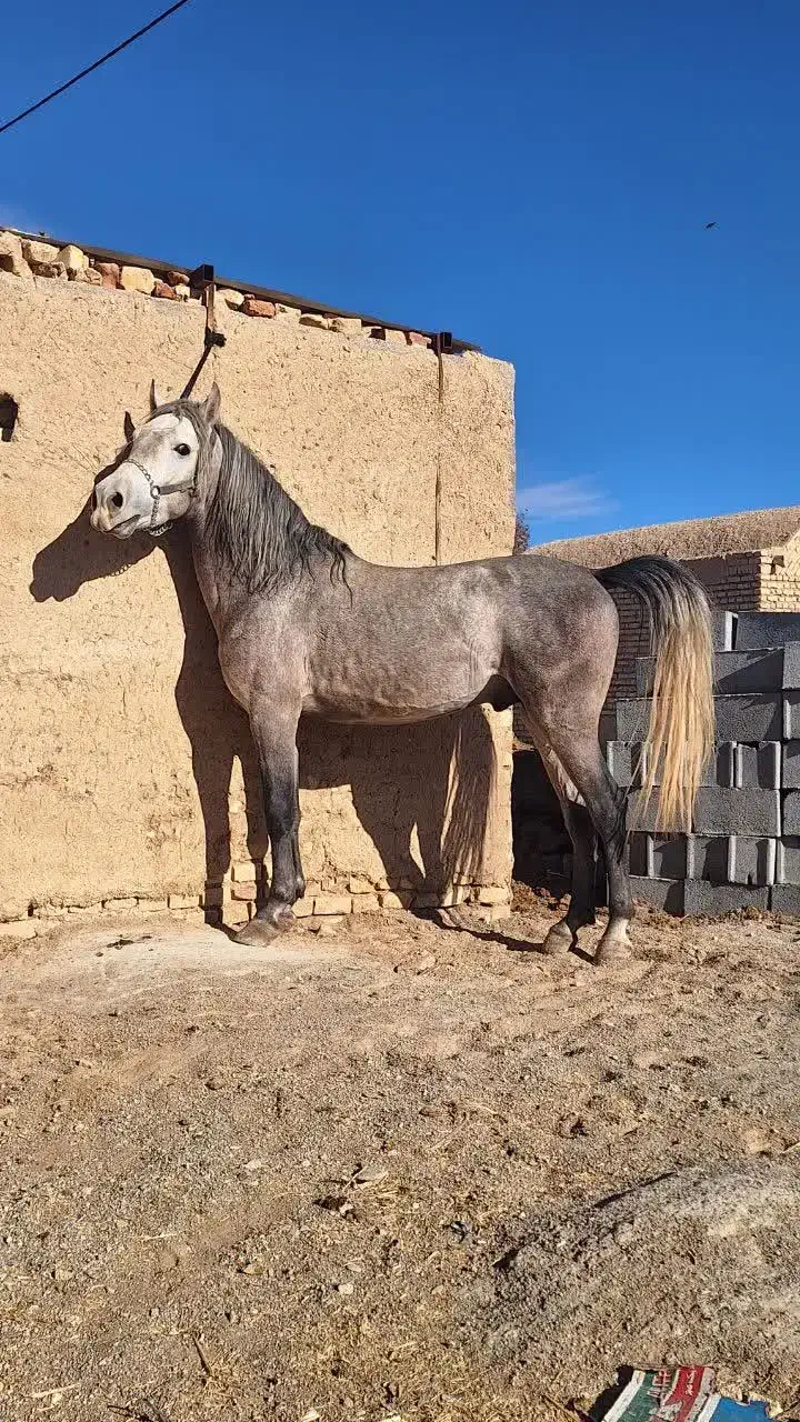 نریون ترکی 4 تا 5 سال|اسب و تجهیزات اسبسواری|ابرکوه, |دیوار