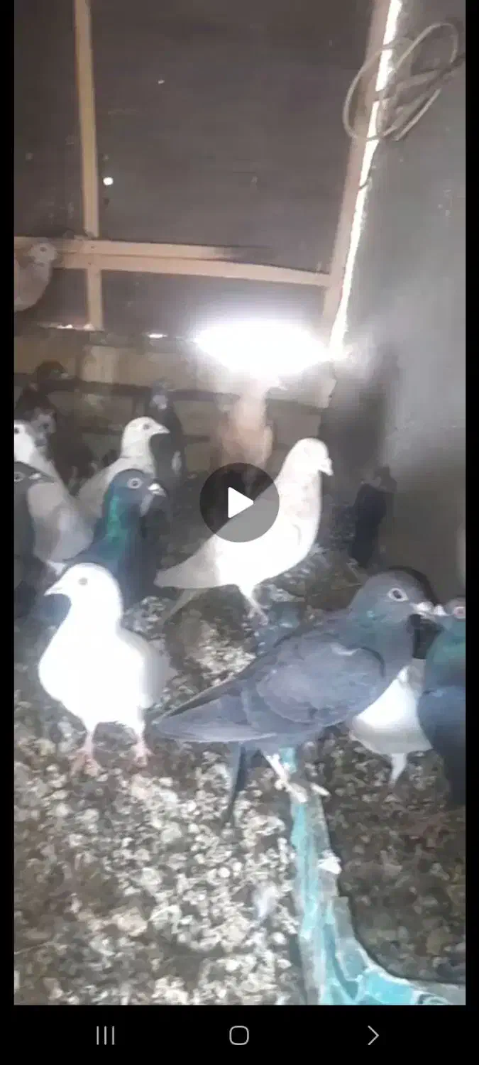 کبوتر فروشی|پرنده|آبگرم, |دیوار