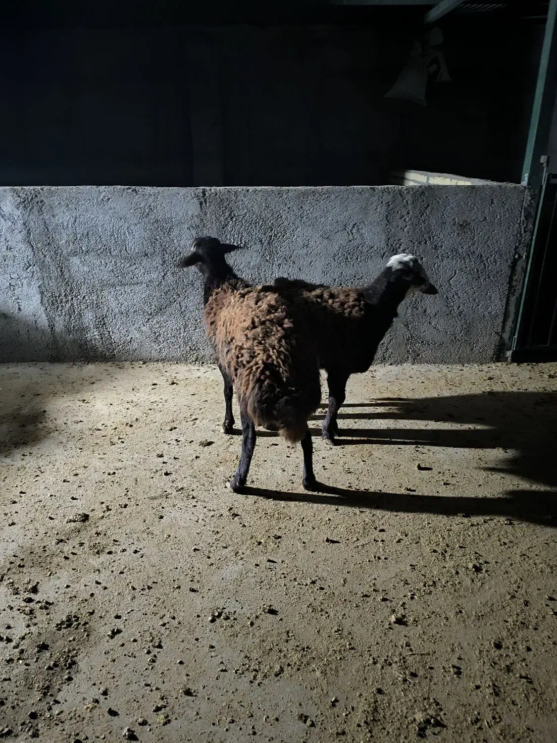 دوعدد‌بره‌قوچ‌قزل‌افشار‌اصل|حیوانات مزرعه|کوهدشت, |دیوار