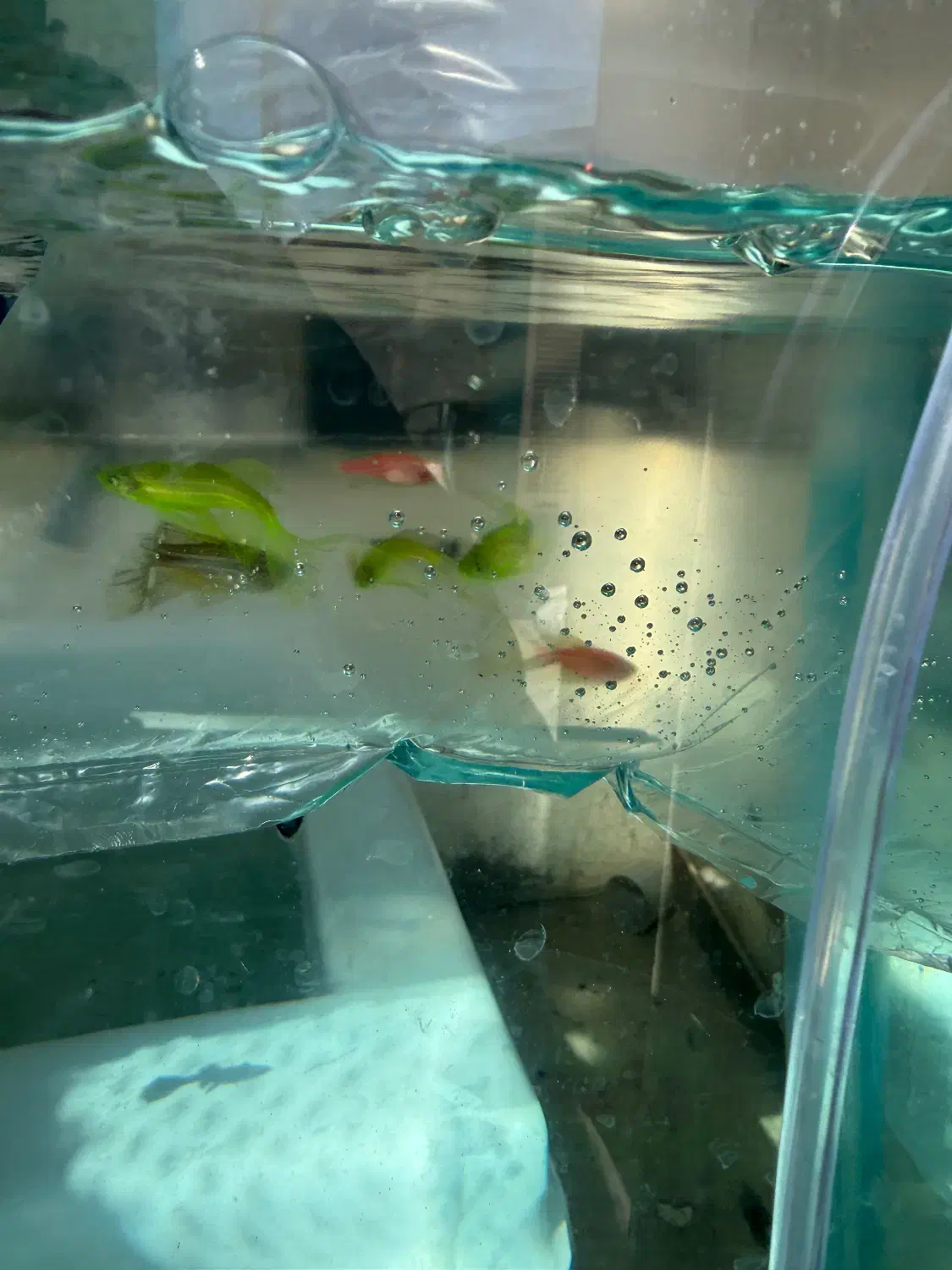 فروش ماهی زینتی|ماهی|مرودشت, بیست متری بیمارستان|دیوار