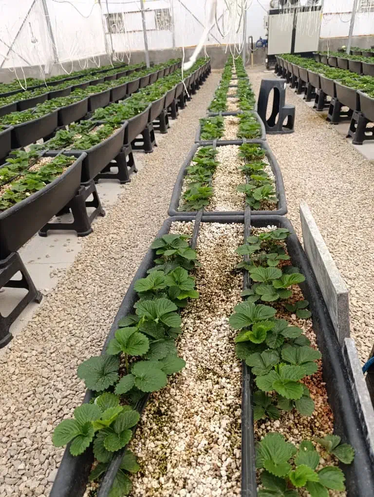 تهاتر یا فروش گلخانه ارگانیک در منطقه دشمن زیاری|گل و گیاه طبیعی|دشمن زیاری, |دیوار