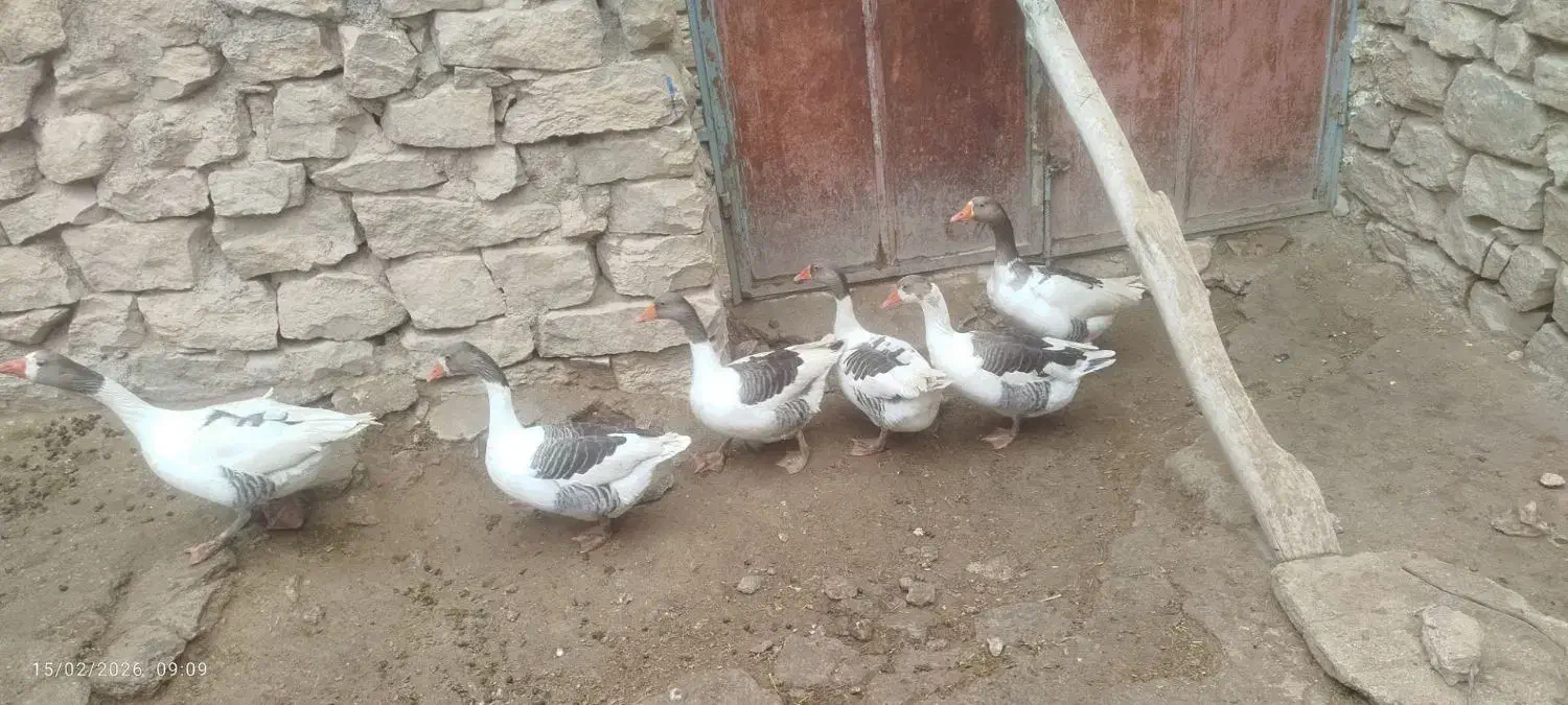 فروش غاز|حیوانات مزرعه|گرمخان, |دیوار