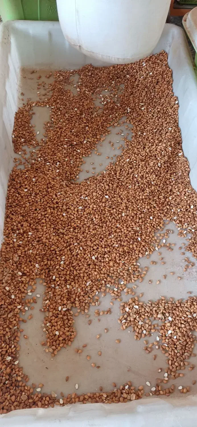 خریداربادام بصورت نقدی به بالاترین قیمت روز|خدمات باغبانی و درختکاری|ارزوئیه, |دیوار