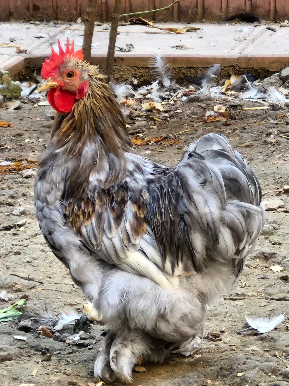 مرغ و جوجه و خروس نژاد کوشین|حیوانات مزرعه|گرگان, |دیوار