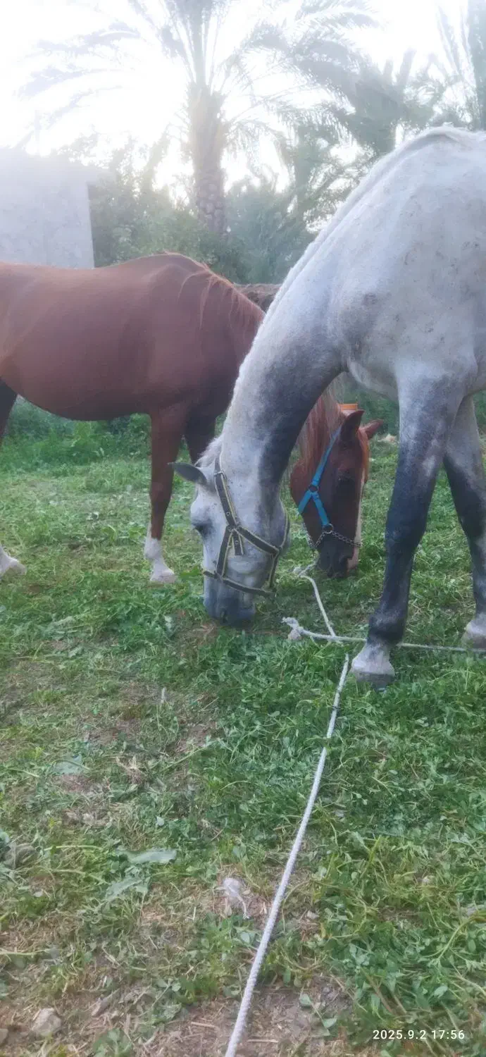 اسب|اسب و تجهیزات اسبسواری|کازرون, |دیوار