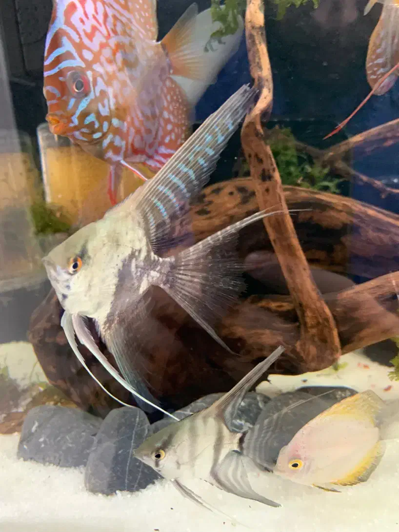 دیسکس ۲ اینچ و آنجل|ماهی|تبریز, |دیوار