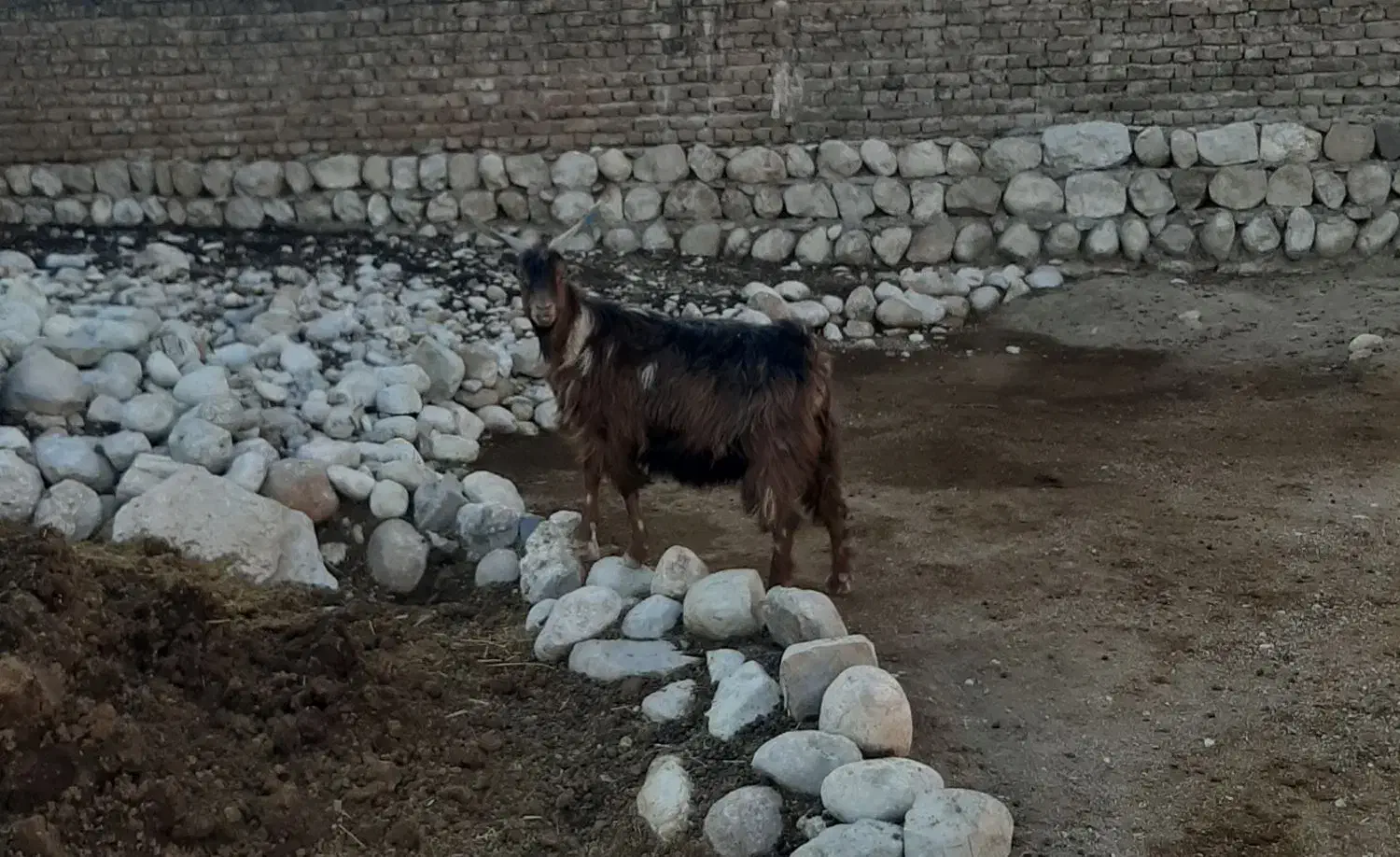 فروش۳۰راس بز|حیوانات مزرعه|اندیمشک, |دیوار