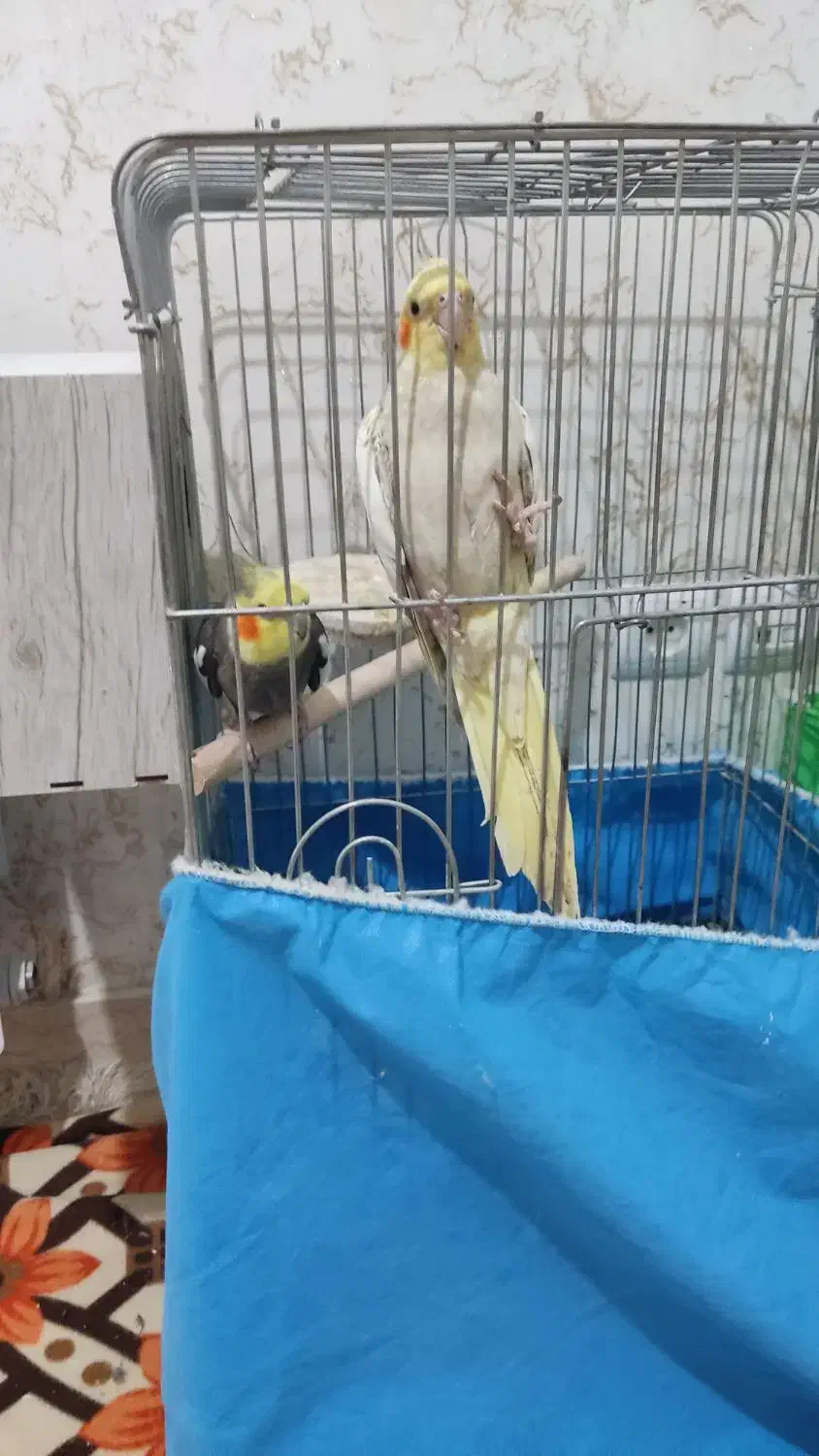 عروس هلندی مولد|پرنده|تهران, وحیدیه|دیوار