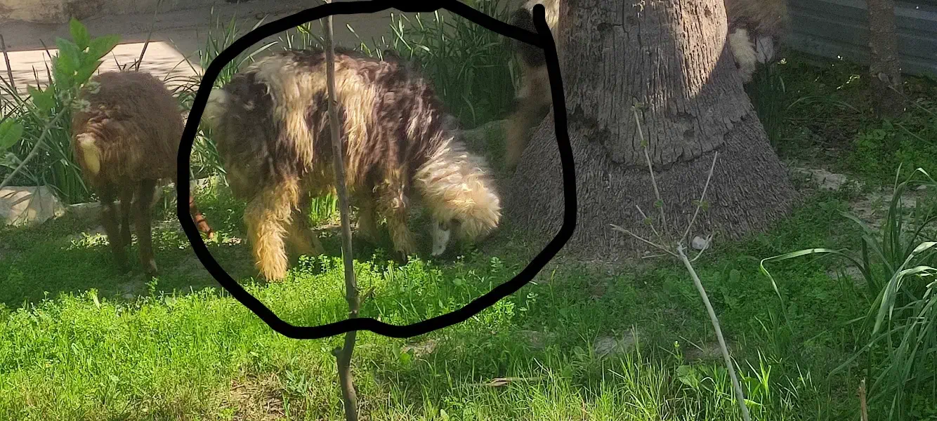 بره|حیوانات مزرعه|مسجد سلیمان, |دیوار