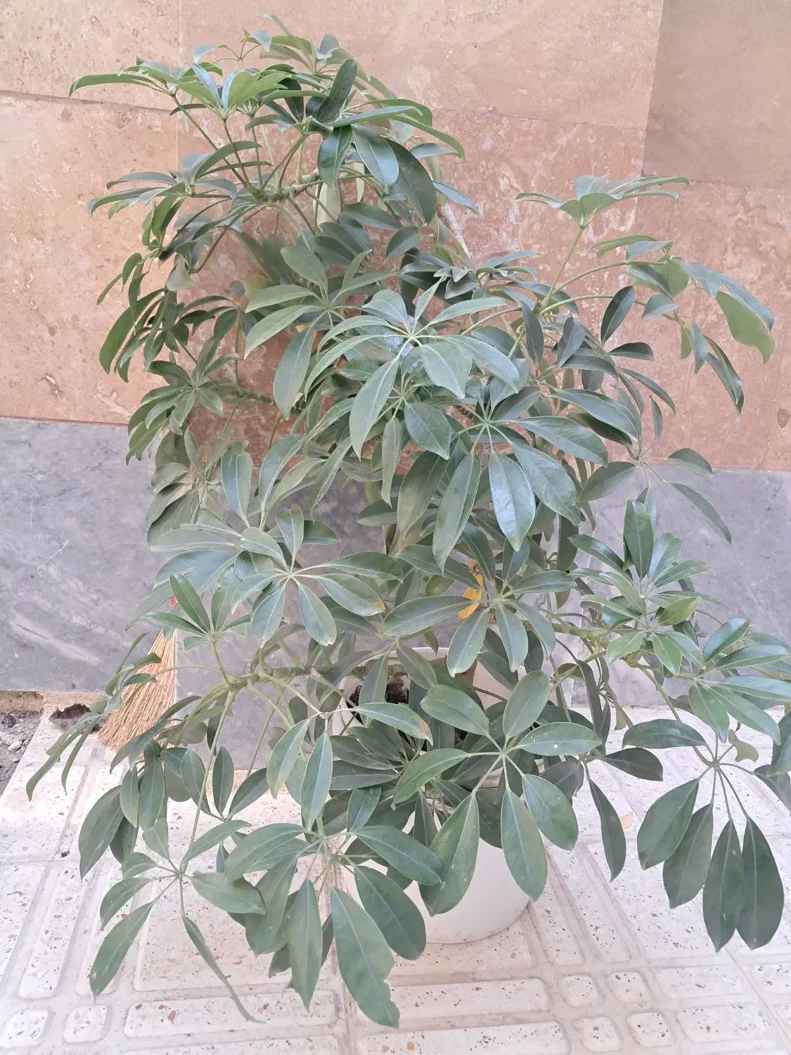 گل شفلرا|گل و گیاه طبیعی|اردبیل, |دیوار