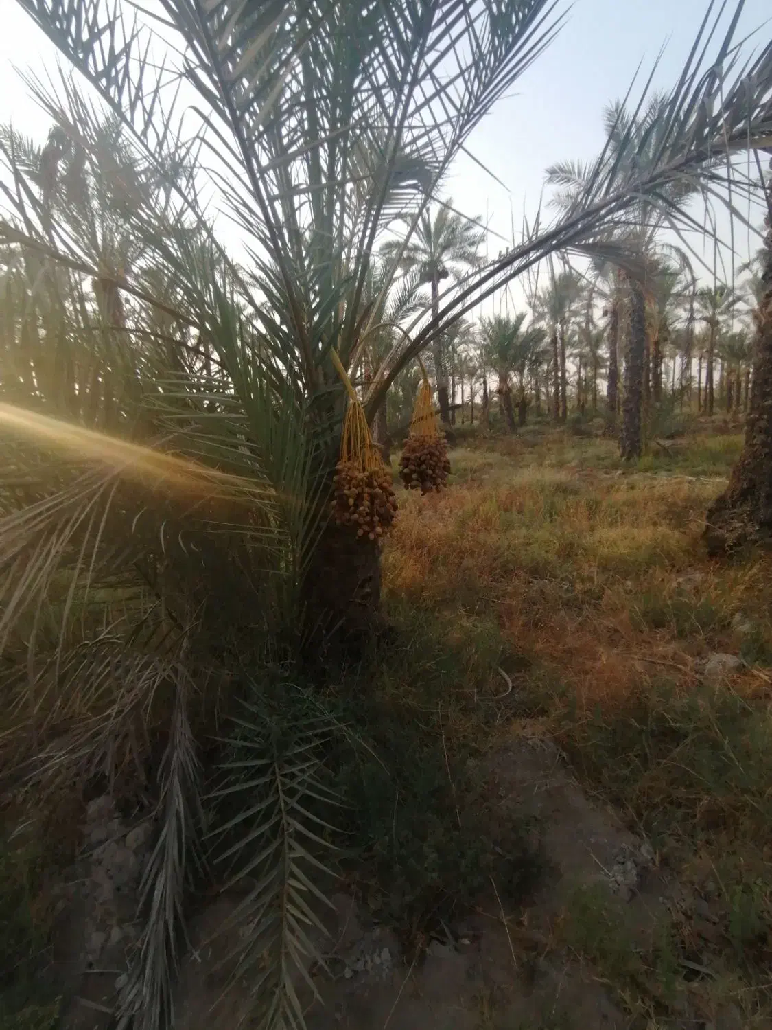 دالکی نخل|گل و گیاه طبیعی|برازجان, |دیوار