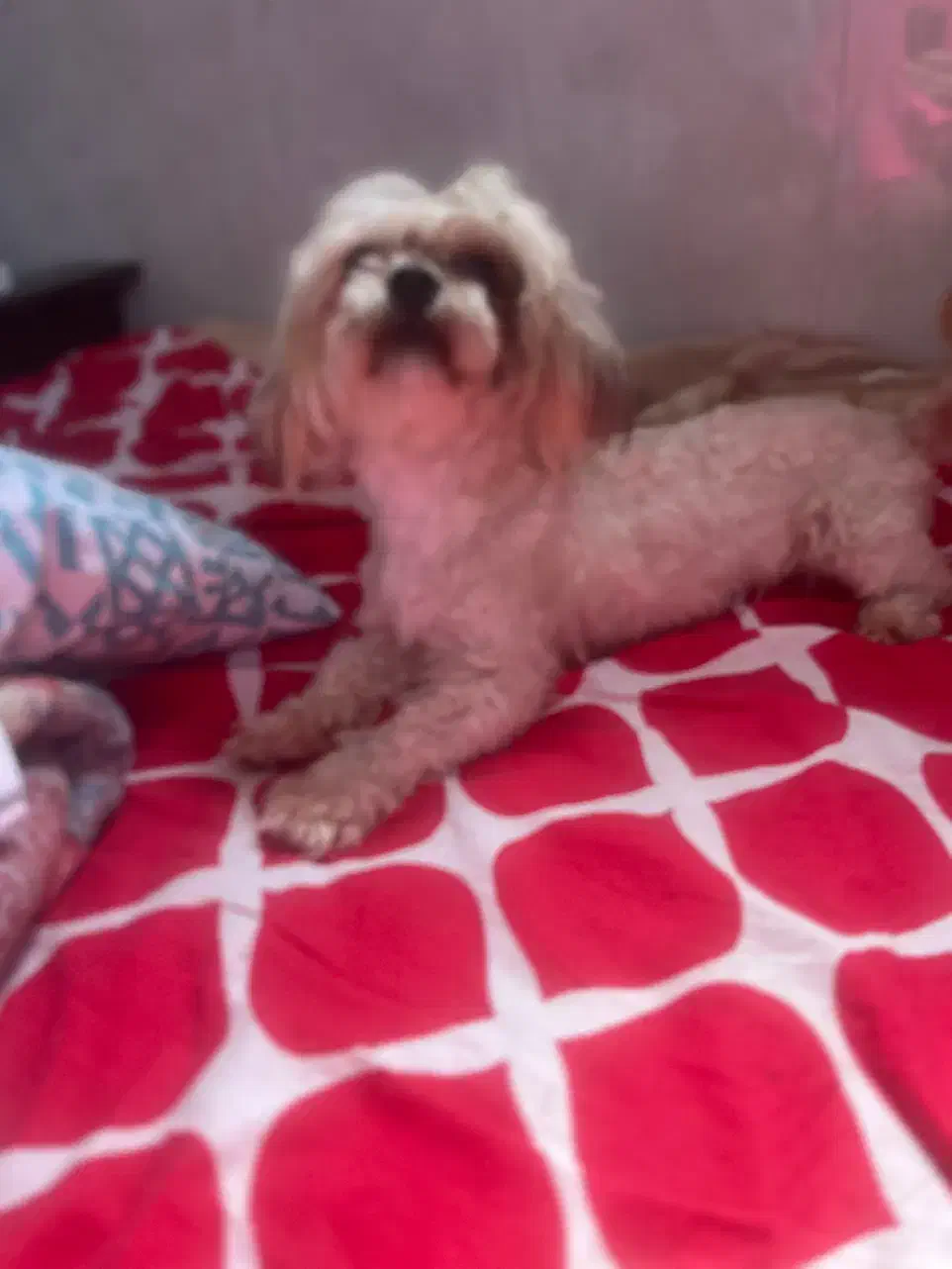 سگ پیدا شده|حیوانات|بندرعباس, |دیوار