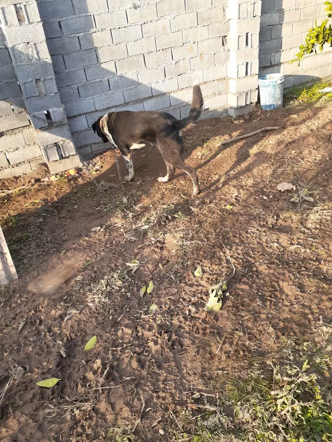 سگ سرابی|سگ|قائم‌شهر, |دیوار