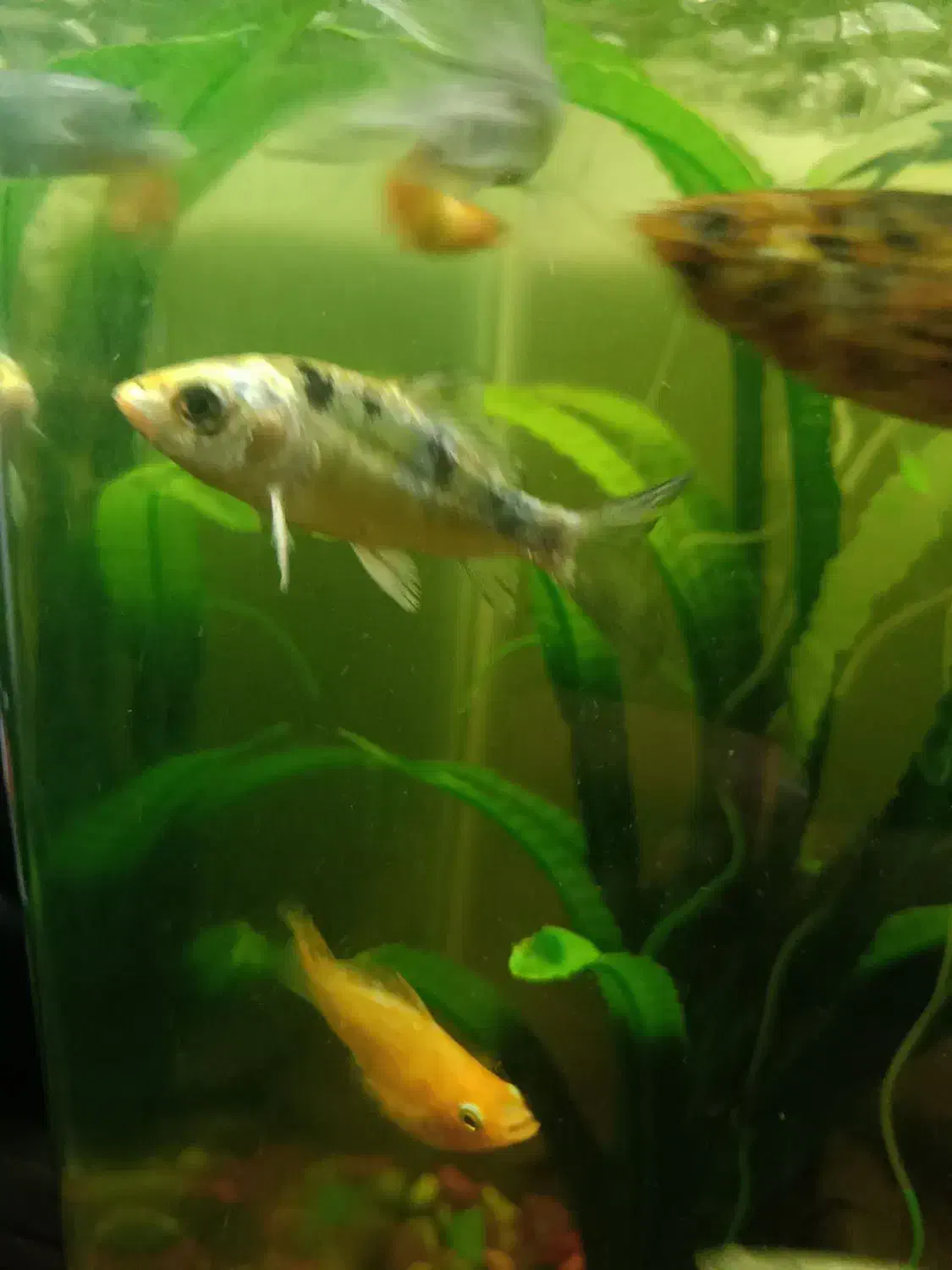 ماهی کوی ماهی آنجل ماهی گورامی طلایی|ماهی|کرمانشاه, |دیوار