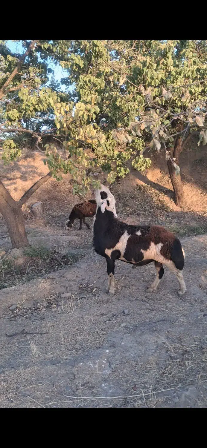 قوچ پلنگی|حیوانات مزرعه|بروجرد, |دیوار