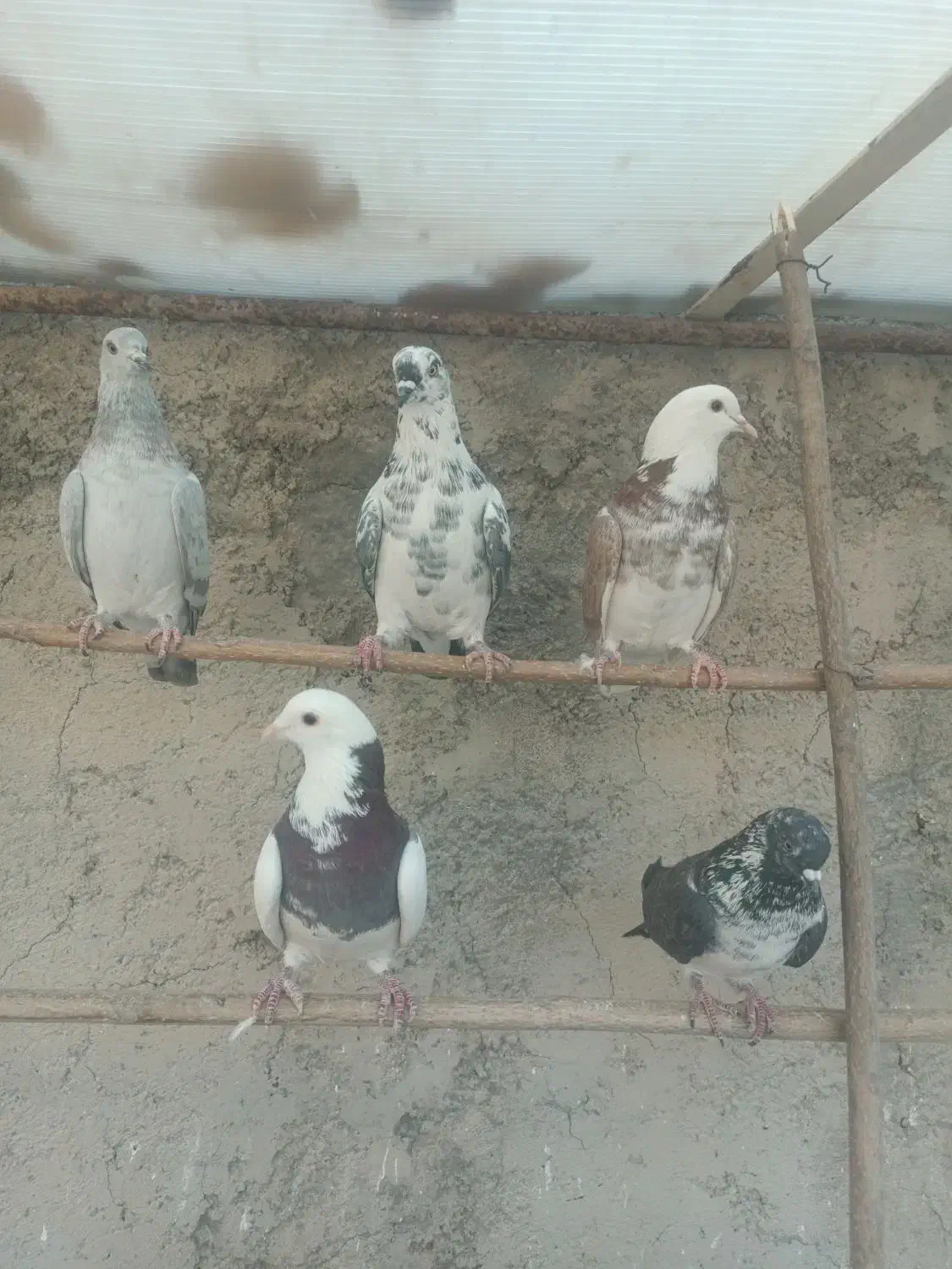 کفتر غریبگیری|پرنده|شهریار, رضی آباد بالا|دیوار