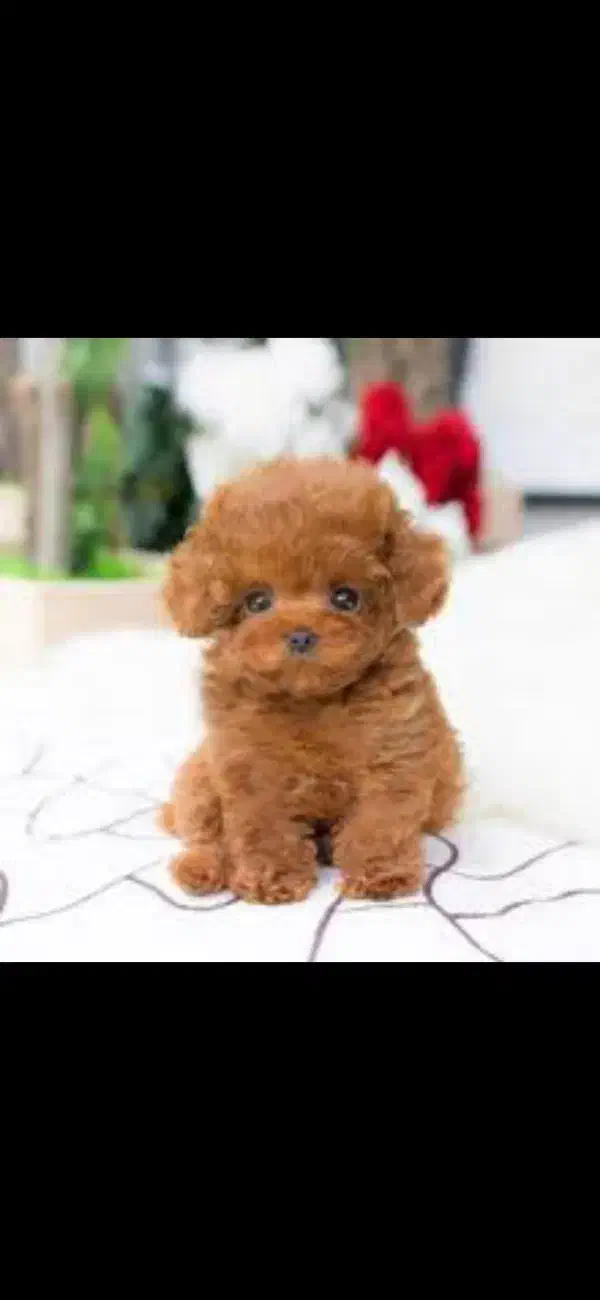 یک سگ خانگی پیدا شده|حیوانات|خرم‌آباد, |دیوار