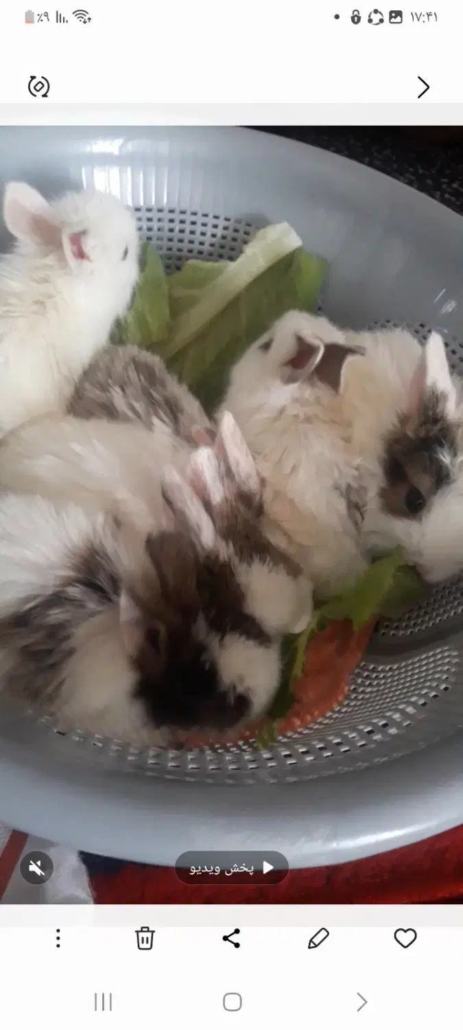 فروش خرگوش خانگی|موش و خرگوش|جوانرود, |دیوار