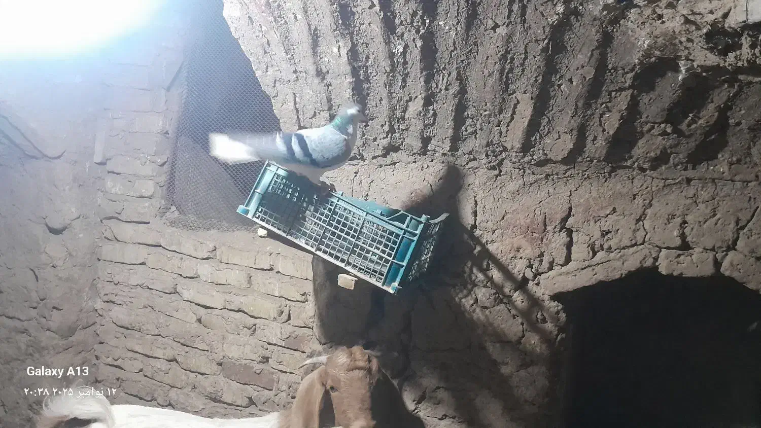 یک عدد امری سبز ماده|پرنده|فرح دشت, |دیوار