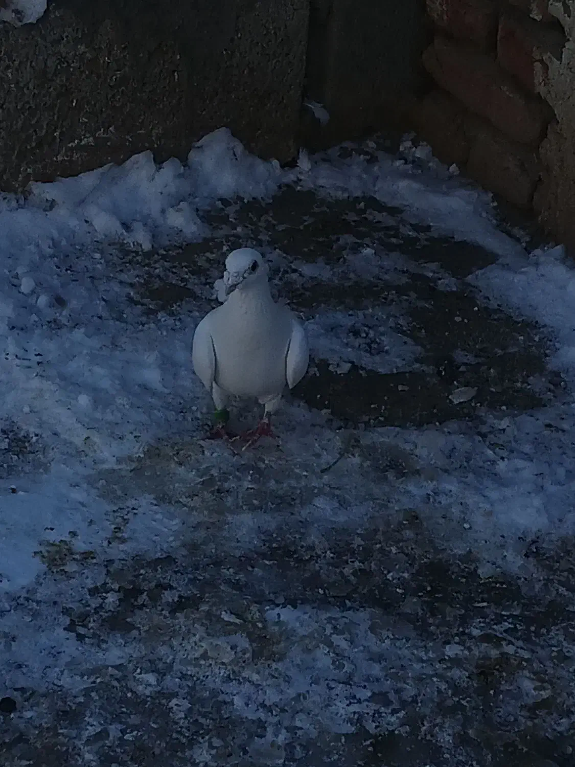 کبوتر|پرنده|خسروشاه, |دیوار