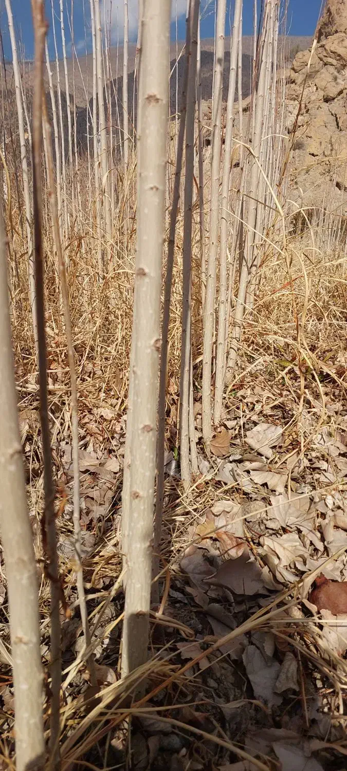 نهال صنوبر ۱۵ ت|حراج|بختگان, |دیوار