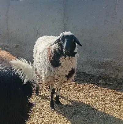 بره. رومانف ماده یک ساله|حیوانات مزرعه|گزیک, |دیوار