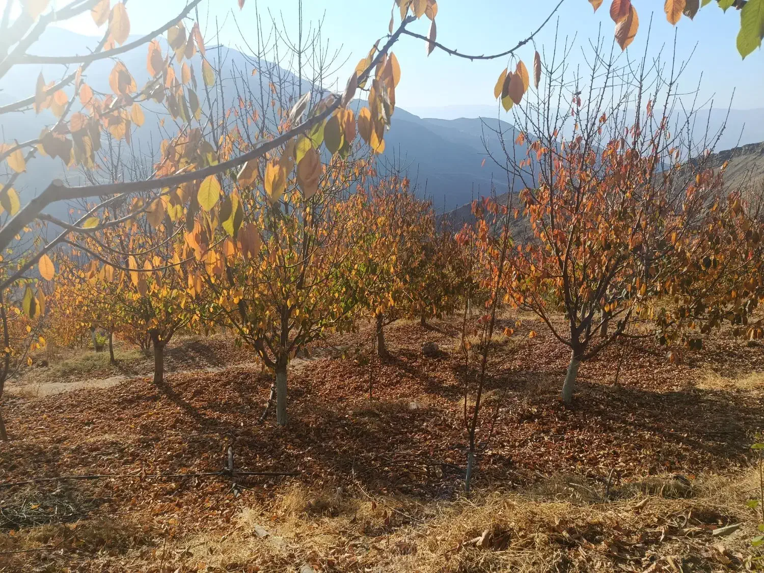 هرس باغات زیر نظر مهندس حسینی|خدمات باغبانی و درختکاری|محمدیه-قزوین, |دیوار