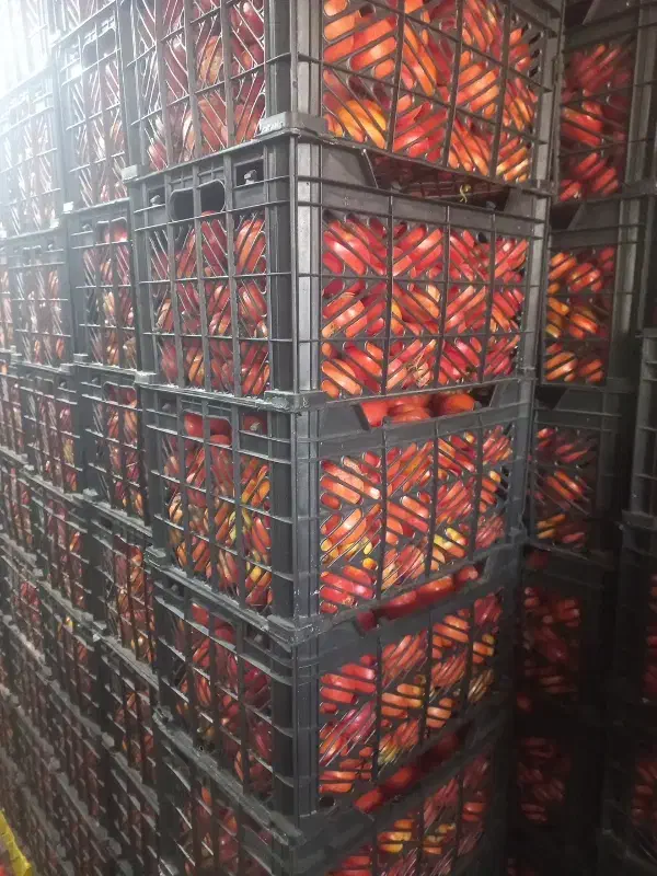 گوجه فرنگی کیلیوی15000هزار تومان|خوردنی و آشامیدنی|مشهد, خواجه ربیع|دیوار