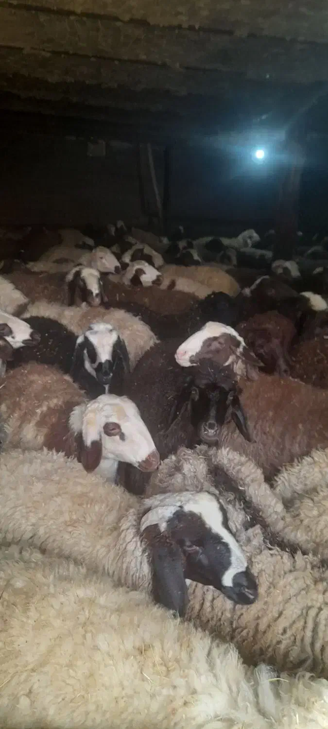 ۵۰ تا بره نر بفروش میرسد|حیوانات مزرعه|الیگودرز, |دیوار