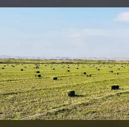 یونجه پرس خشک تازه خوزستان|لوازم جانبی حیوانات|اصفهان, سرچشمه|دیوار