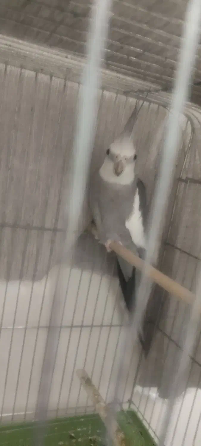 عروس هلندی گم شده منطقه بندرگاه|حیوانات|بوشهر, |دیوار