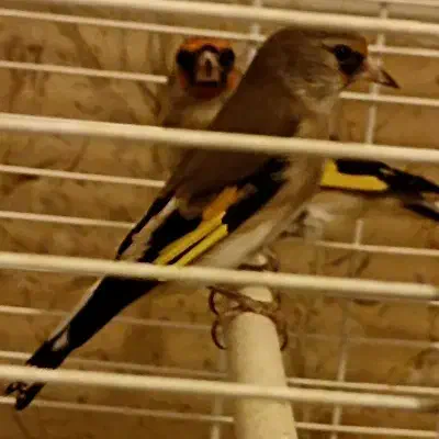 سهره ماده|پرنده|مشکیندشت, |دیوار