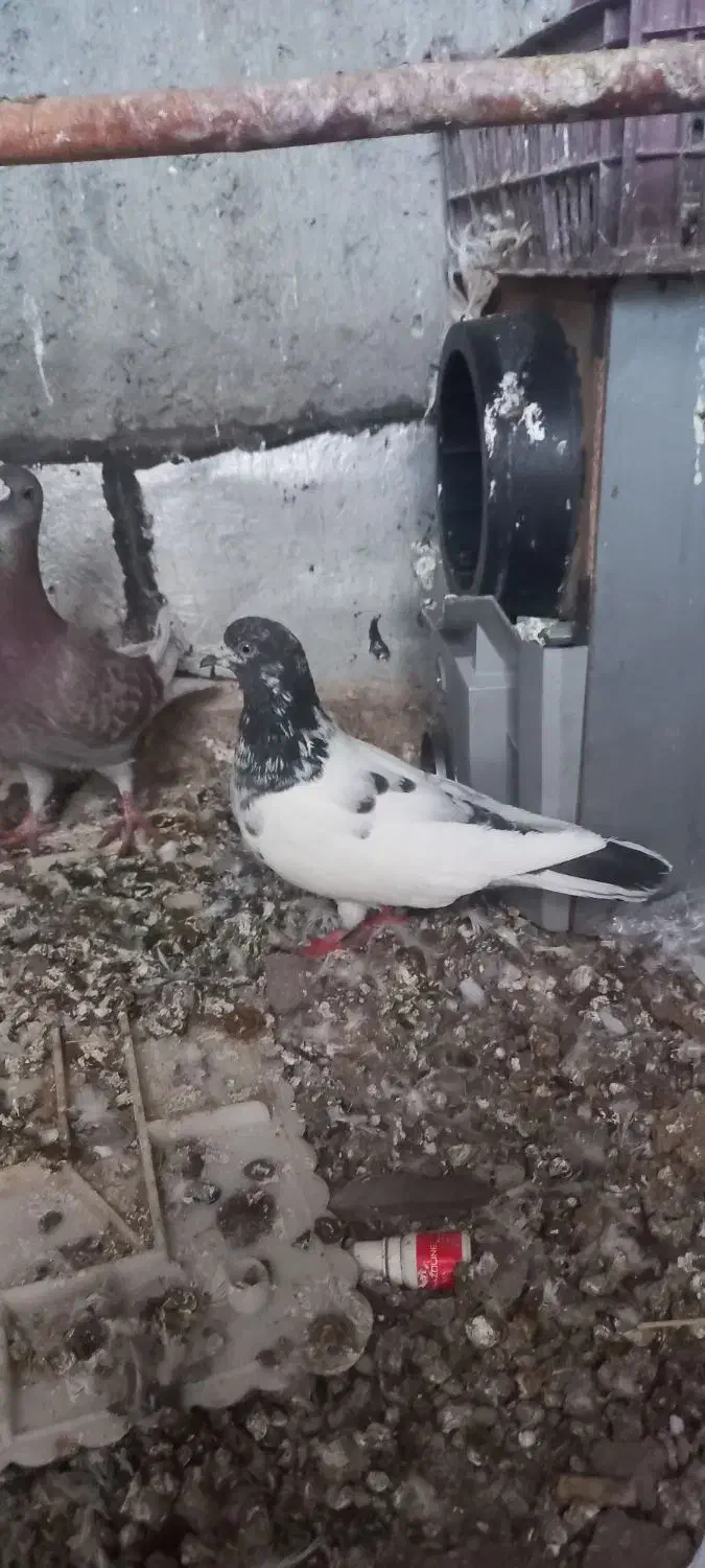 کبوتر|پرنده|مشگین شهر, |دیوار