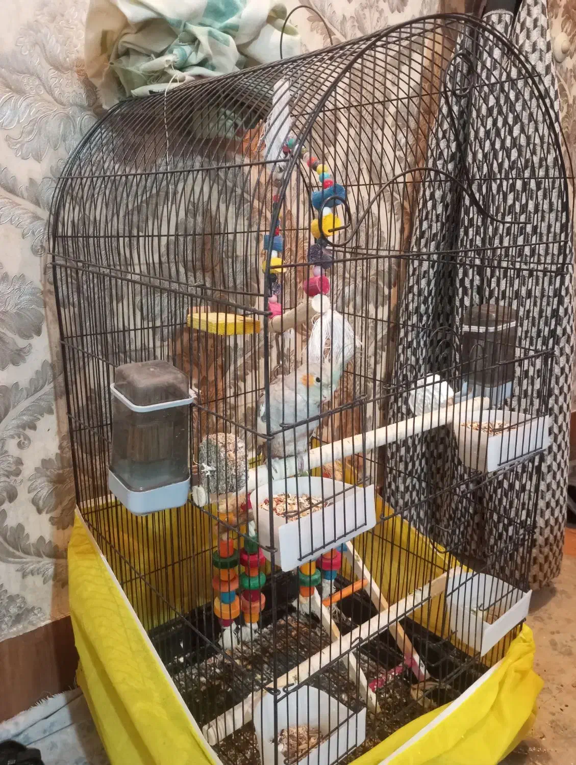 پرنده عروس هلندی|پرنده|ملایر, |دیوار