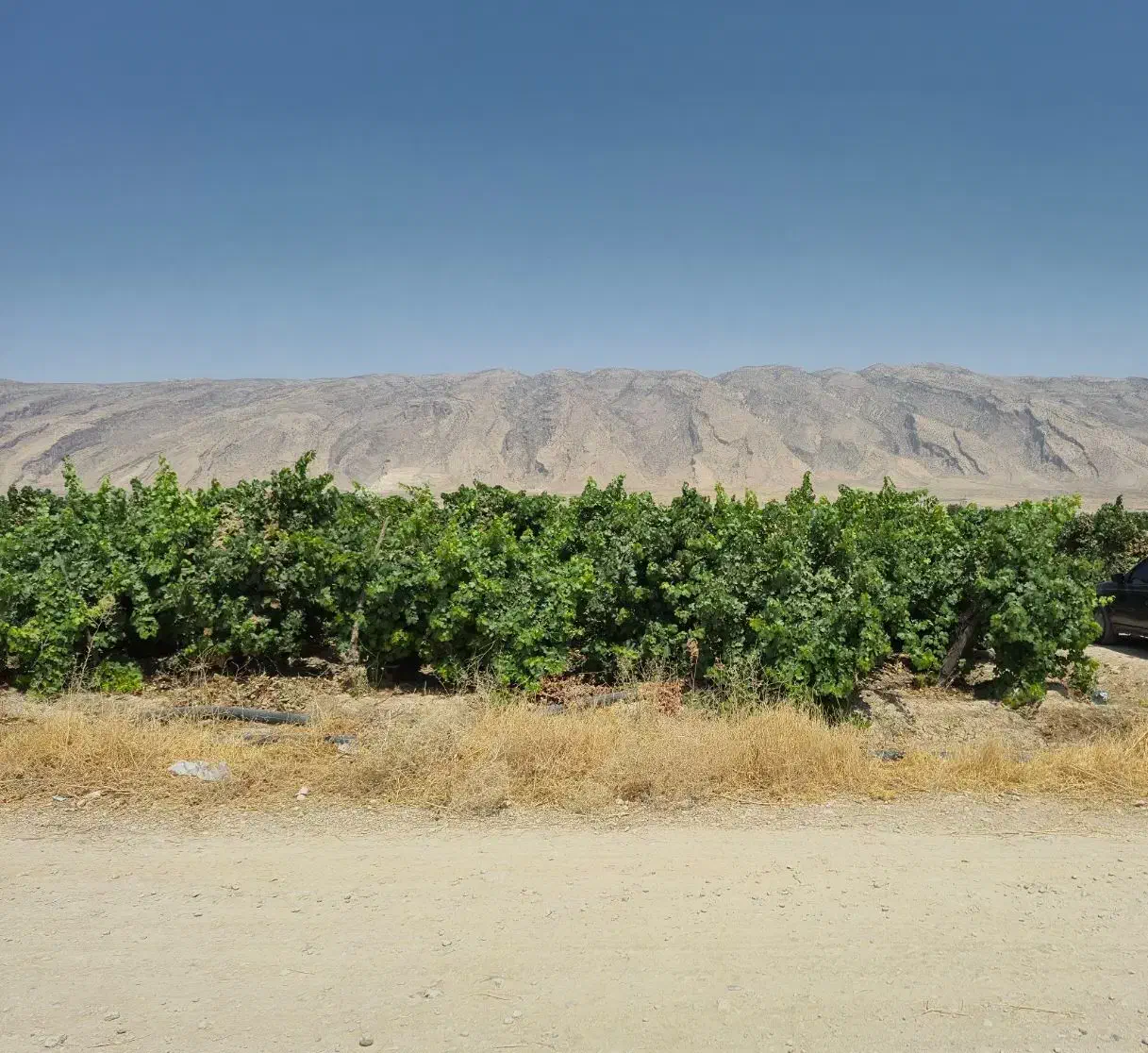 فروش فوری باغ انگوری اکبرآبادکوار|فروش زمین و ملک کلنگی|کوار, |دیوار