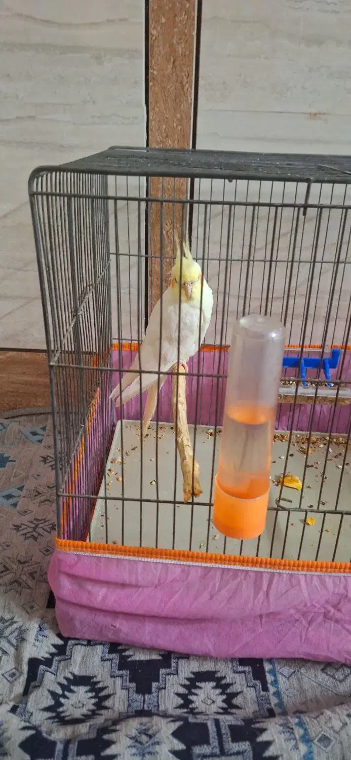 عروس هلندی سخنگو نر ۱ ساله و دستی  قیمت ۲ میلیون|پرنده|لار, |دیوار