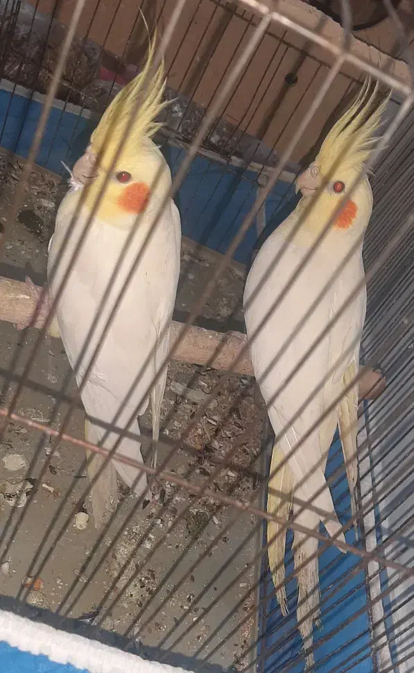 جفت عروس هلندی لوتینو با دوتا جوجه یکماهه|پرنده|شوشتر, |دیوار