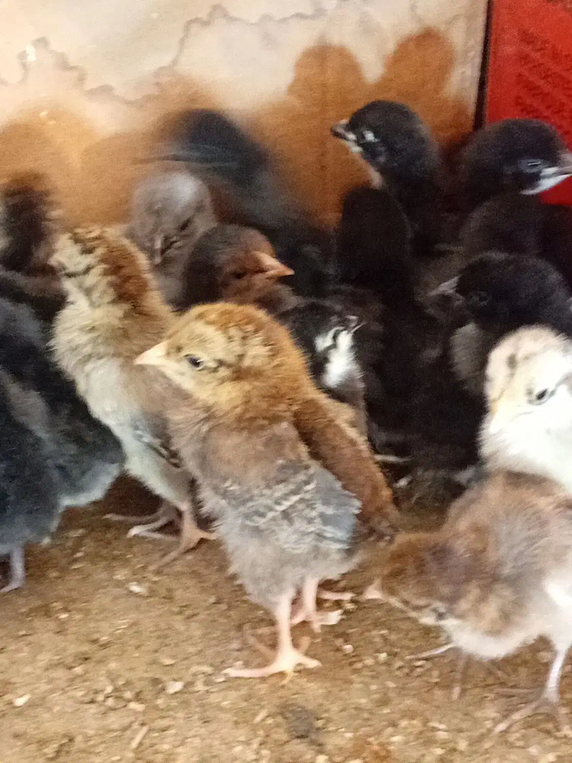 فروش ۵۰ عدد جوجه عربی|حیوانات مزرعه|رامشیر, |دیوار