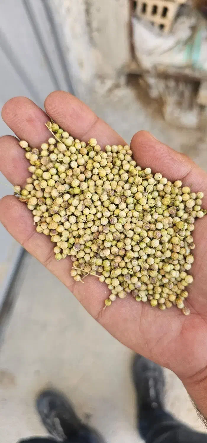 فروش عمده تخم گشنیز توپی|عمده‌فروشی|نهاوند, |دیوار