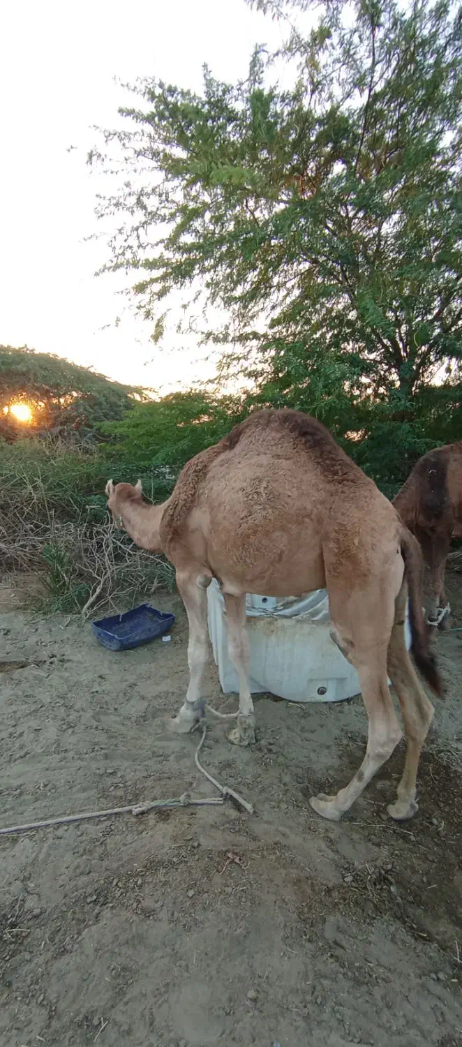 شتر نر دو سال . ماده اوس|حیوانات مزرعه|بند زرک, |دیوار