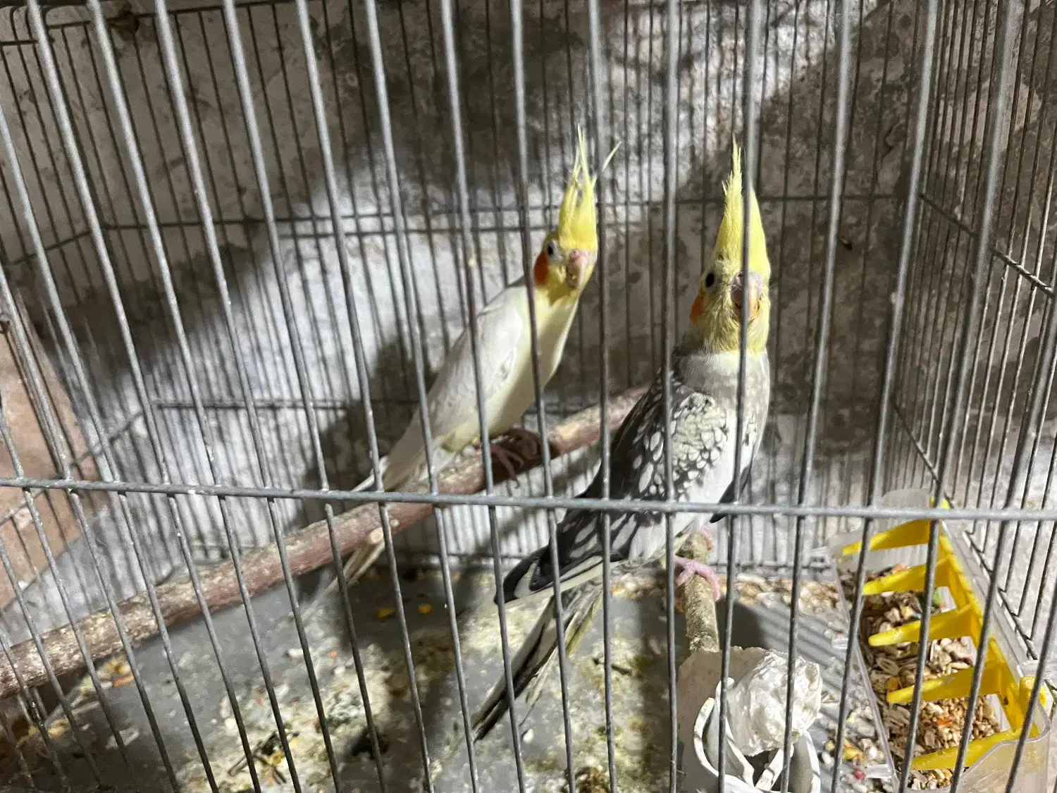 جفت عروس هلندی با جوجه|پرنده|شاهینشهر, حافظ شمالی|دیوار