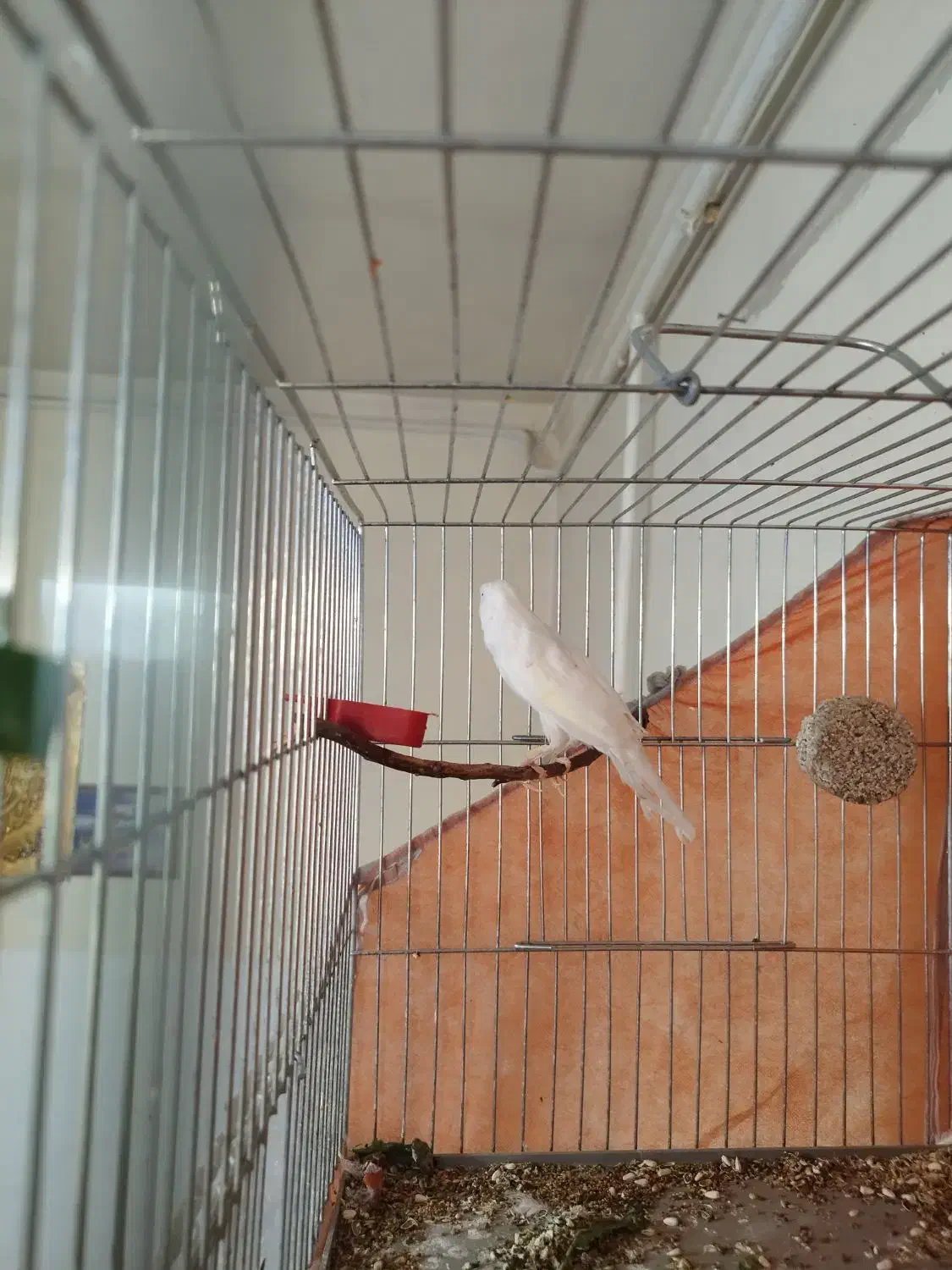 یک عدد قناری نر درشت|پرنده|بیجار, |دیوار